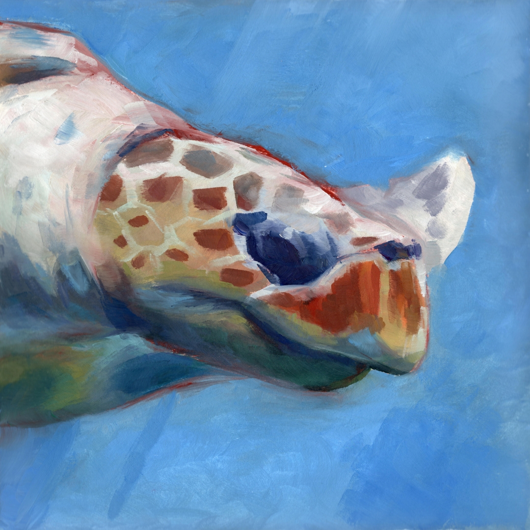 A Friendly Turtle post featured image